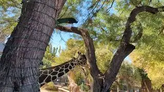 Just a Giraffe licking a tree