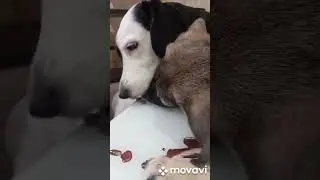 Линда моя превращается в маленькую вредную лошадку 😅😅😅😅😅