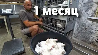 Сравним вес бройлеров из пищевого яйца с КОББ-500 и РОСС-308 Чехия в 1 месяц