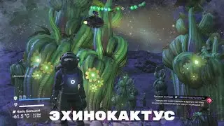 No Mans Sky / Эхинокактус / Стабильный доход