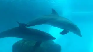 aquarium visit :) ft. reevaluating career choices