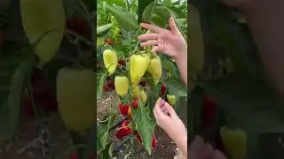 Перчик Белогор универсального использования🫑обзор Усадьба-Семена