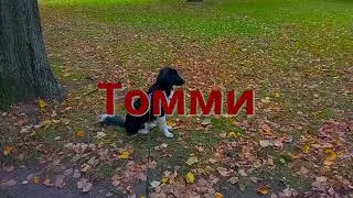 Томми