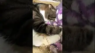 Кот сосун)))
