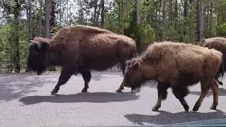 Bison on the road