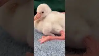 Flamingo Chick Care 🦩