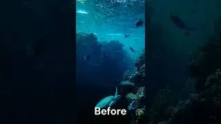 Ocean Wildlife Color Correcting in Photoshop