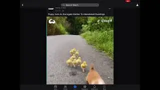 Chicks chasing puppy
