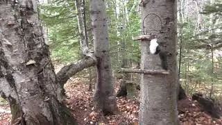 Start of the sable hunting season 2023 - 2024