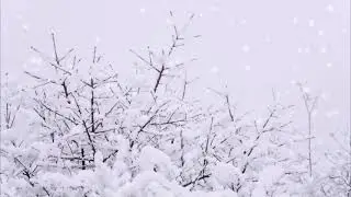 Футажи.Зима.Деревья.Снег.