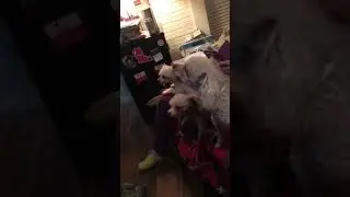 Pack of Poodles howling on my birthday 🎂 💚😍