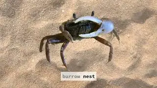 Fiddler Crab - The Crab Behind the Claw (Official Lyric Video)