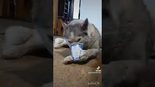 Альма #сургут86