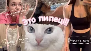 Первая прогулка и поход к грумеру, покупки для щенка, будни 🌚
