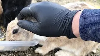 The rabbit that doesn't realize it is being petted by a human is super cute!