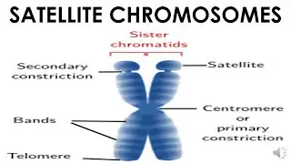 SATELLITE CHROMOSOMES