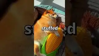 DO YOU HAVE that One STUFFED ANIMAL 🤣 | Wholesome Animals