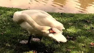 Swan Ole  Friend