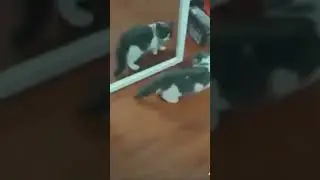 cats #catsmeme #cats #cat #day #thebest #catmemes #video #videoshort #catsshorts