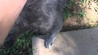 My cat