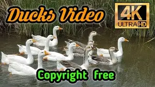 Duck | Duck video | Duck footage | birds | copyright free 4K video