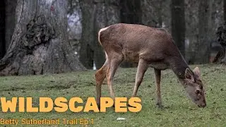 Secrets of the Urban Wilderness: The Majestic Deer of Betty Sutherland Trail Wildscape Ep 1
