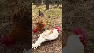 Cute and affectionate animals . A beautiful moment 