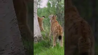 Snowshoe Hares And Lynx | NATURE Shorts | PBS