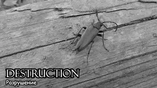 Разрушение / Destruction (2020)