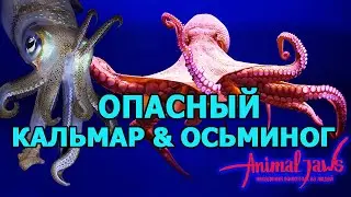 Самый опасный осьминог и кальмар. Мифы и реальные нападения.
