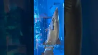 #аквариум Дубай Холл. февраль 2024.