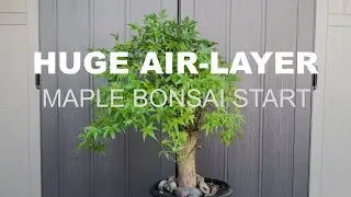 Huge Air-Layered Maple Bonsai Start - Full Project