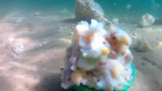 Без монтажа снятия видео под водой) Полная тишина, только рыбки