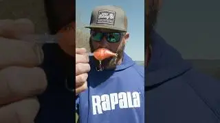 Who else loves the Rapala® DT-8?
