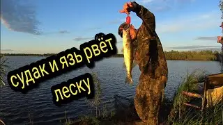 ЯЗЬ РВЕТ ЛЕСКУ / СУДАК У БЕРЕГА / РЫБАЛКА 2022 С НОЧЁВКОЙ #тайгахмао #судак #окунь