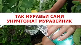 THIS IS HOW ANTS WILL DESTROY THEIR OWN ANTHILL / SUPER METHOD.