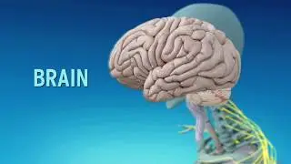 Magic of S3D MediMagic | Tutor & App Version | Medical Education Stereoscopic 3D Content