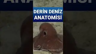Derin Deniz Adaptasyonları: Küçük Bedenler, Büyük Gözler