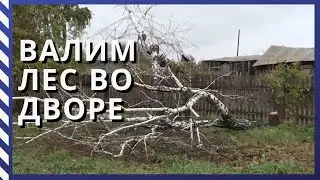Спилили старые берёзы/Переживаем нашествие котов и мух/ 