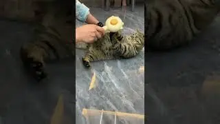 brushie time