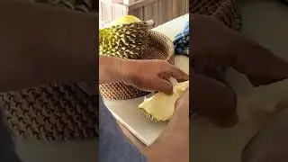 coba durian montong kebon pak huri
