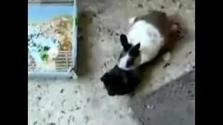 Bunny Loves Cat | बिल्ली के सात खरगोश की मिलान