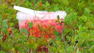 Поиски болот и сбор морошки