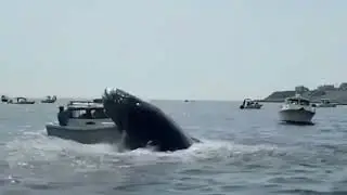 whale