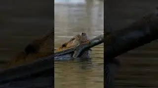 Busy beaver at work. 