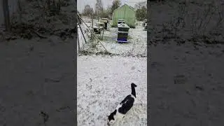 СНЕГ