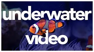Underwater Video for Cats - Coral Reef and Deep Sea Swimming