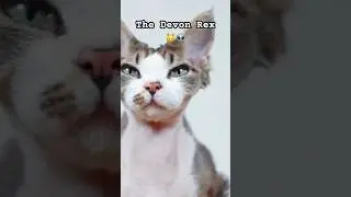 The Devon Rex Looks Like a Cute Alien! 🐱👽