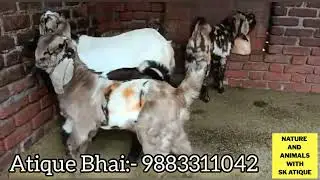 Rajabazar New রাজাবাজার ছাগল/ Lott Entry Rs 600/- 12 To 17Kg Mewati Totapari Kids 9883311042.