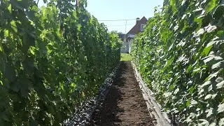 Обращение к моим заказчикам саженцев!